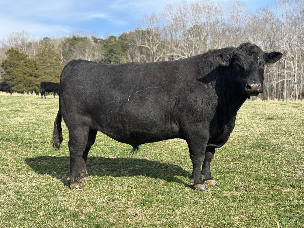 IMG_0350 cattle (1)