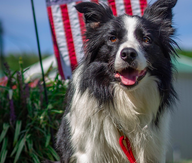 Registered Border Collies TBC Kevin - Main Photo