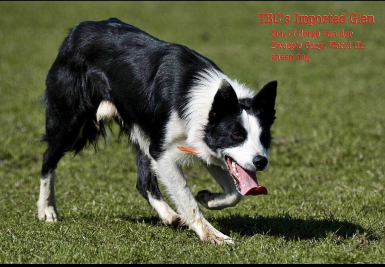 Registered Border Collie Imported Nan - Certificate Of Registration