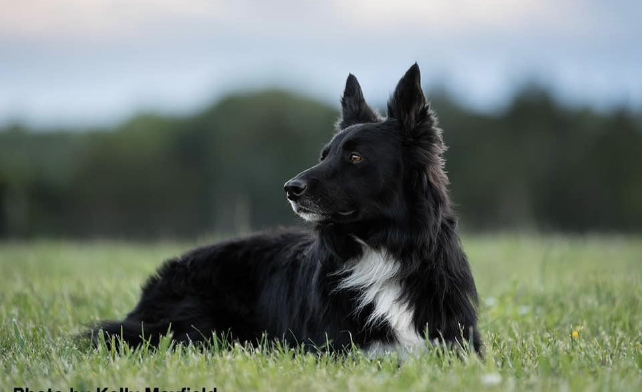 we should be able to click and enlarge this (Open in new tab is ok if that's the easiest option)