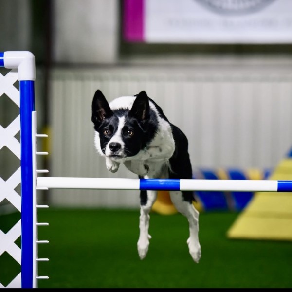 spotlight-on-versatility-of-border-collies-A
