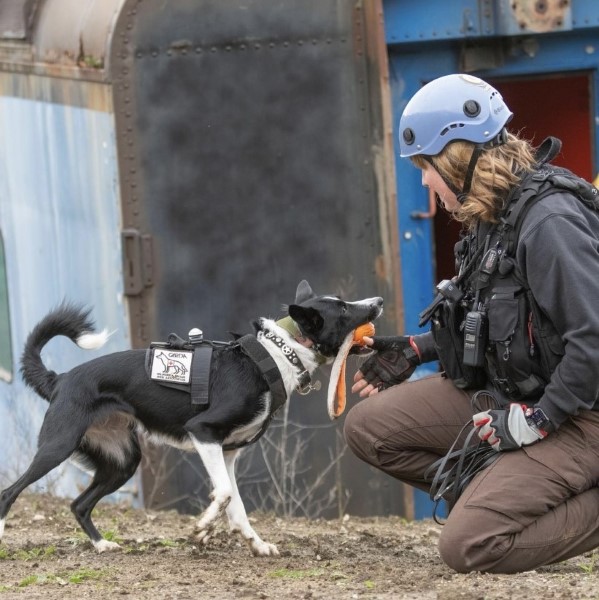 spotlight-on-versatility-of-border-collies-B