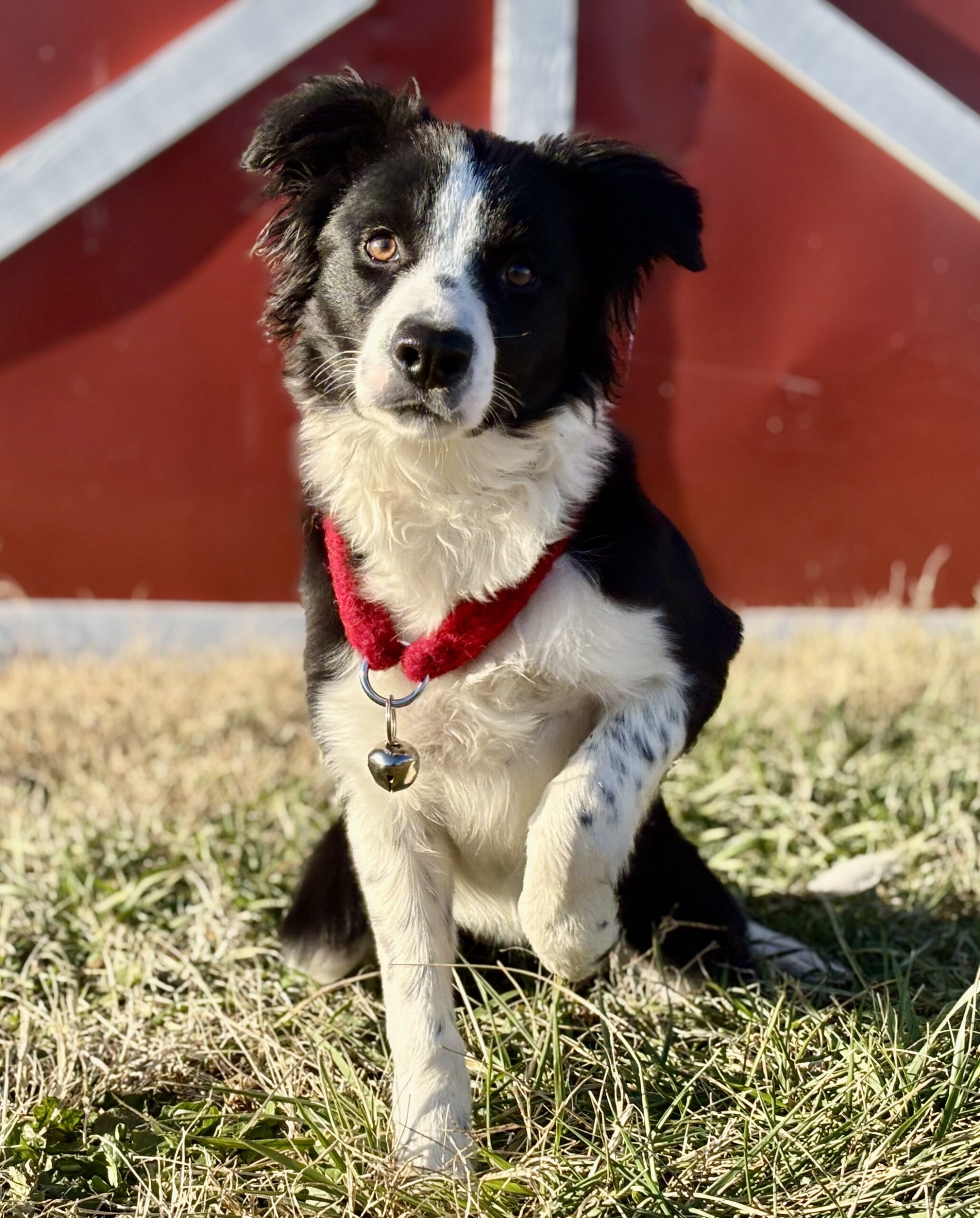 Registered Border Collies TBC Kevin - Main Photo