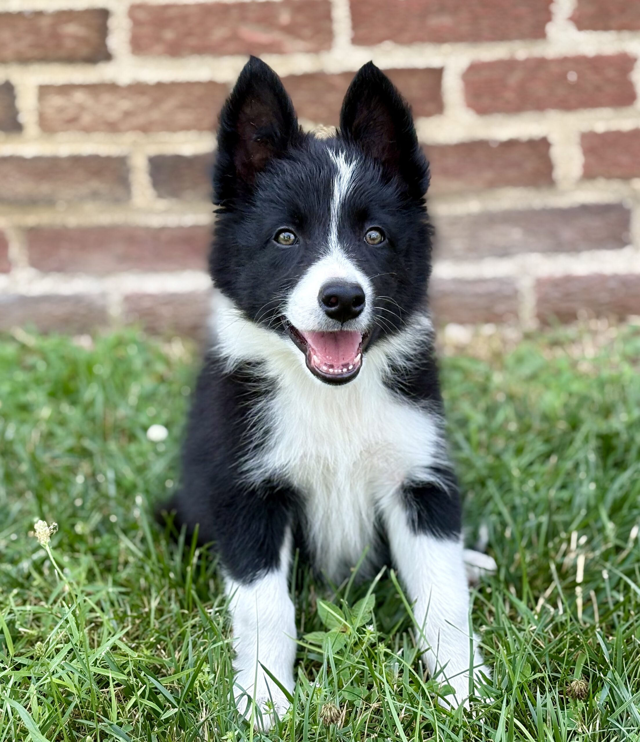 Registered Border Collies TBC Kevin - Main Photo