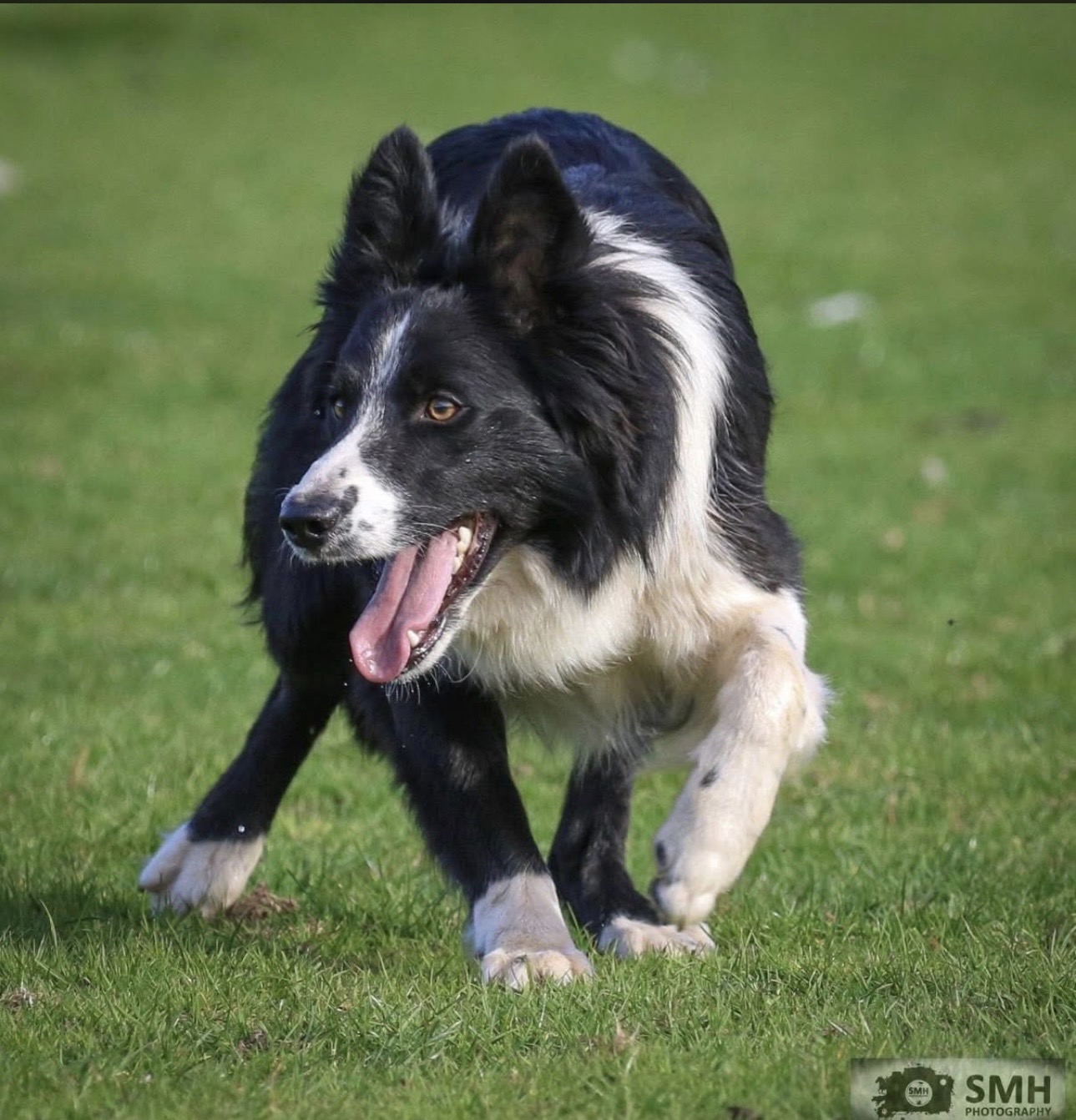 Registered Border Collies TBC Kevin - Main Photo